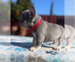 Small #1 French Bulldog