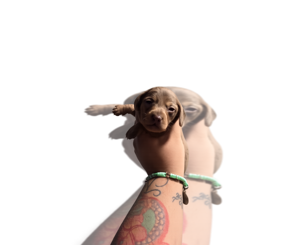 Medium Photo #3 Dachshund Puppy For Sale in HAWTHORNE, CA, USA