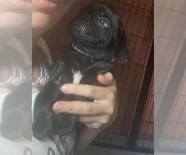 Medium Photo #27 Frenchie Pug Puppy For Sale in BLOOMINGTON, IL, USA