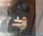 Small Photo #27 Frenchie Pug Puppy For Sale in BLOOMINGTON, IL, USA