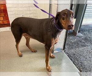 Doberman Pinscher Dogs for adoption in San Bernardino, CA, USA