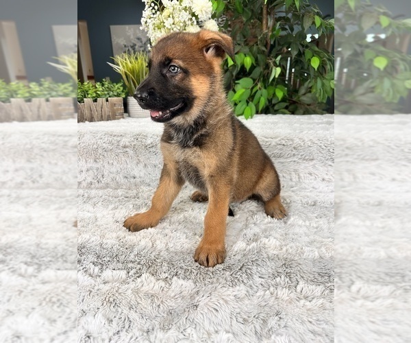 Medium Photo #5 German Shepherd Dog Puppy For Sale in GREENFIELD, IN, USA