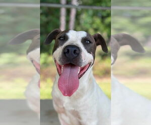 Mutt Dogs for adoption in Boston, MA, USA