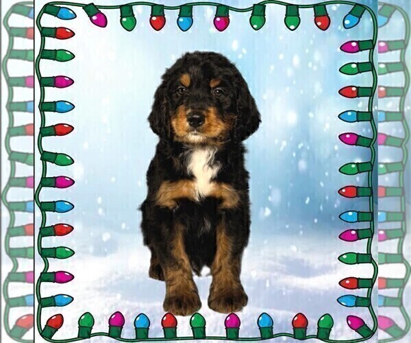 Medium Photo #39 Bernedoodle Puppy For Sale in BLACK FOREST, CO, USA