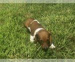 Small #2 Dachshund