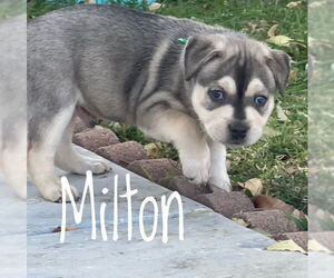 Mutt Dogs for adoption in Camarillo, CA, USA