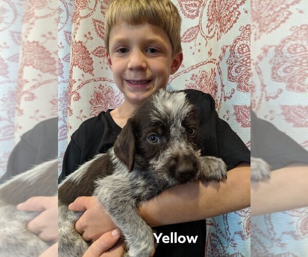 Medium Photo #1 German Wirehaired Pointer Puppy For Sale in PECATONICA, IL, USA