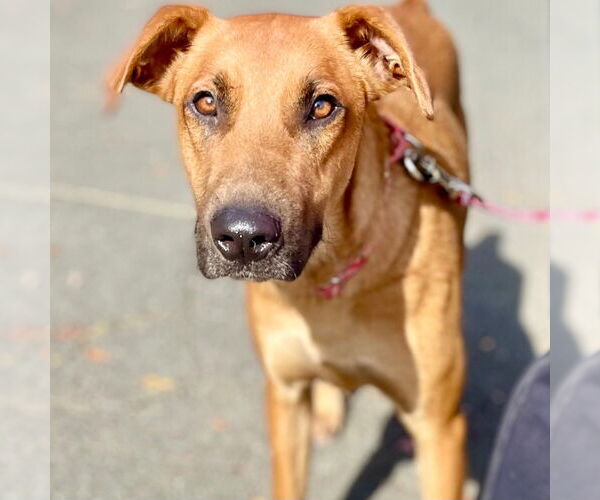 Medium Photo #4 Mutt Puppy For Sale in Canton, CT, USA