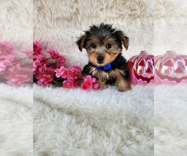 Medium Photo #2 Morkie Puppy For Sale in INDIANAPOLIS, IN, USA