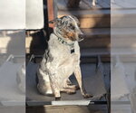 Small #1 Australian Shepherd Mix