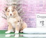 Small Photo #5 Australian Shepherd Puppy For Sale in BEL AIR, MD, USA