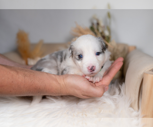 Medium Photo #1 Border Collie Puppy For Sale in CONWAY, MO, USA