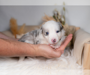 Border Collie Puppy for sale in CONWAY, MO, USA