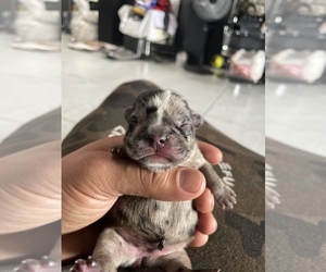 French Bulldog Puppy for sale in LOS ANGELES, CA, USA