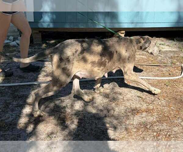 Medium Photo #1 Great Dane Puppy For Sale in HALLETTSVILLE, TX, USA