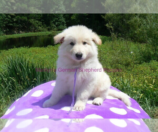 Medium Photo #13 German Shepherd Dog Puppy For Sale in PIEDMONT, MO, USA