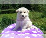 Small #12 German Shepherd Dog