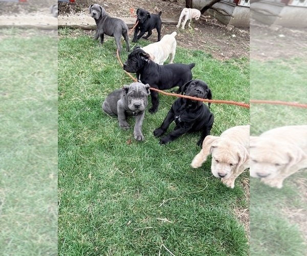 Medium Photo #2 Cane Corso Puppy For Sale in MARENGO, IL, USA