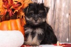 Small Photo #1 Morkie Puppy For Sale in BEL AIR, MD, USA