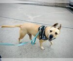 Small #4 American Staffordshire Terrier-Great Dane Mix