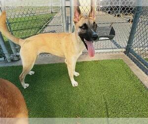 German Shepherd Dog-Unknown Mix Dogs for adoption in Grand Prairie, TX, USA