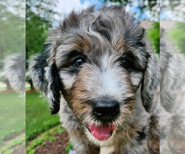 Medium Photo #1 Aussiedoodle Puppy For Sale in COLUMBIA, TN, USA