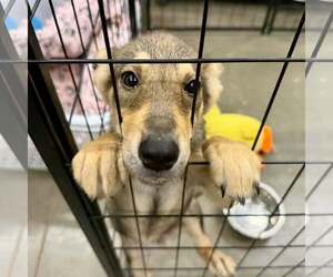 Coyote - Male Australian Kelpie-German Shepherd Dog Mix Dog for Adoption - Photo #7