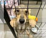 Small Photo #7 Australian Kelpie-German Shepherd Dog Mix Puppy For Sale in Cave Creek, AZ, USA