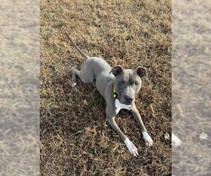 Mutt Dogs for adoption in Forestville, MD, USA