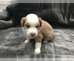 Small Photo #4 Miniature Australian Shepherd Puppy For Sale in YERINGTON, NV, USA