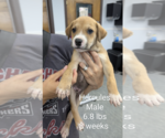 Small #4 Mutt
