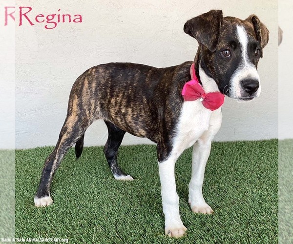 Medium Photo #1 Boxer-Plott Hound Mix Puppy For Sale in San Diego, CA, USA