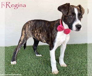 Boxer-Plott Hound Mix Dogs for adoption in San Diego, CA, USA