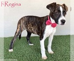 Small Boxer-Plott Hound Mix