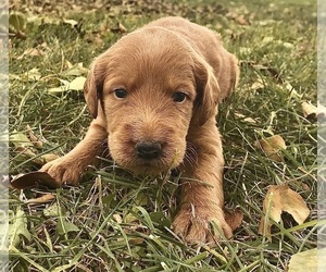 Medium Labradoodle