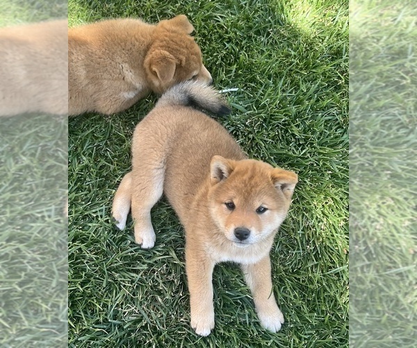 Medium Photo #2 Shiba Inu Puppy For Sale in YUCCA VALLEY, CA, USA