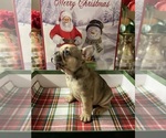 Puppy 2 French Bulldog