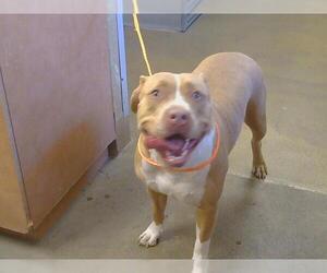 American Pit Bull Terrier Dogs for adoption in Sacramento, CA, USA