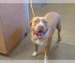 Small American Pit Bull Terrier