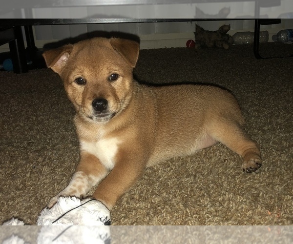 Medium Photo #3 Shiba Inu-Unknown Mix Puppy For Sale in GRAFTON, WI, USA
