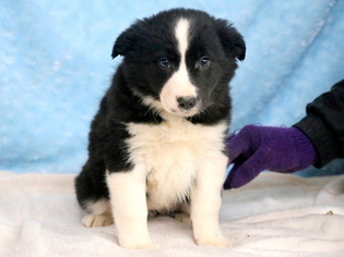 Border Collie Puppy for sale in MOUNT JOY, PA, USA