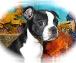 Small Photo #1 Boston Terrier Puppy For Sale in HAMMOND, IN, USA