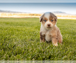 Small Photo #6 Miniature Australian Shepherd Puppy For Sale in EUREKA, NV, USA
