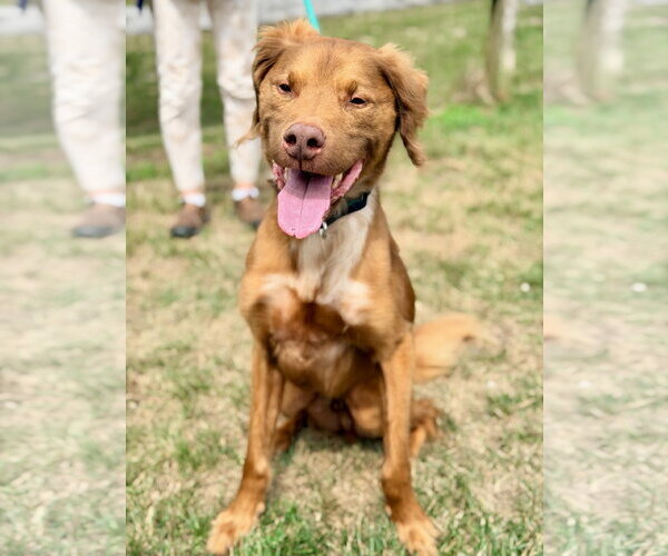 Medium Photo #2 Irish Setter-Unknown Mix Puppy For Sale in Manahawkin, NJ, USA