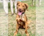 Small #1 Irish Setter Mix