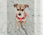 Small #1 Chihuahua