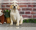 Small #4 Labrador Retriever