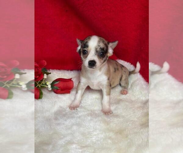 Medium Photo #11 Chihuahua Puppy For Sale in PEMBROKE PINES, FL, USA