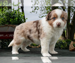 Puppy Cowboy Miniature Australian Shepherd