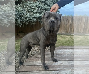Father of the Cane Corso puppies born on 09/27/2023
